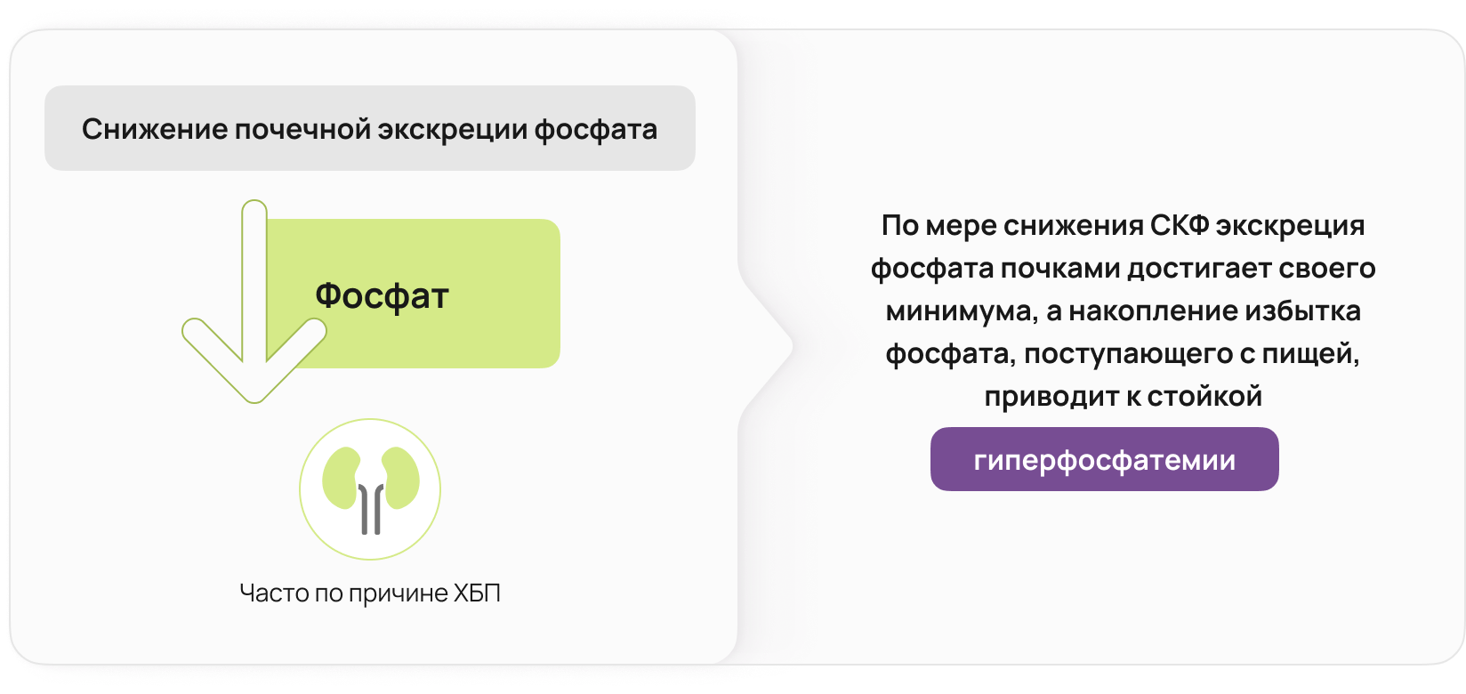 У пациентов с ХБП компенсаторные механизмы направлены 
на нормализацию концентрации фосфора и кальция в сыворотке крови, но по мере того, как скорость клубочковой фильтрации продолжает снижаться, экскреция фосфата почками достигает своего минимума, 
а избыток фосфора, поступающего с пищей накапливается, что приводит к стойкой гиперфосфатемии 13.